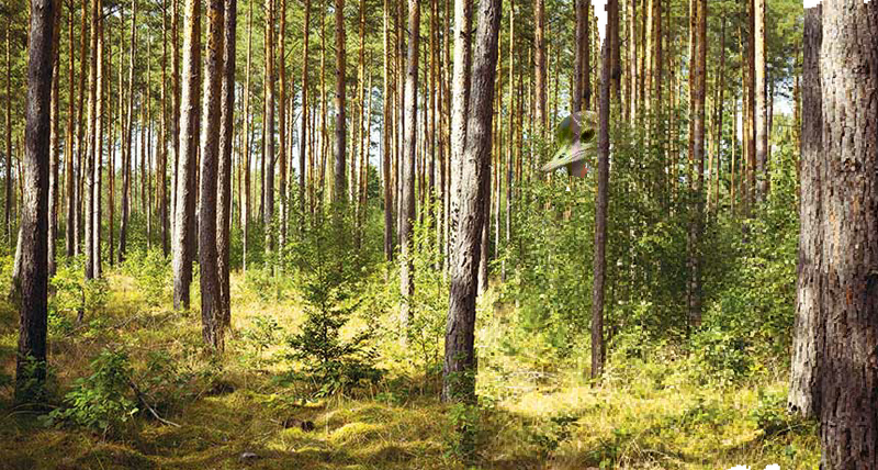 Saustrichのオリジナルレシピ