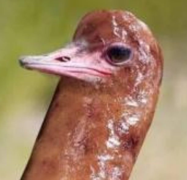 Saustrichメジャーリーグ